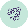 Coriander